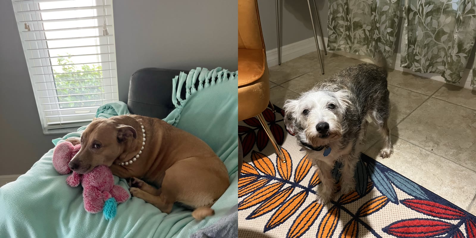 Pearl and Pluto — Yunior Estevez's dogs